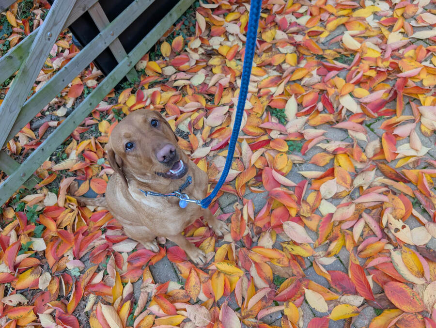 Photo of Richard N's dog