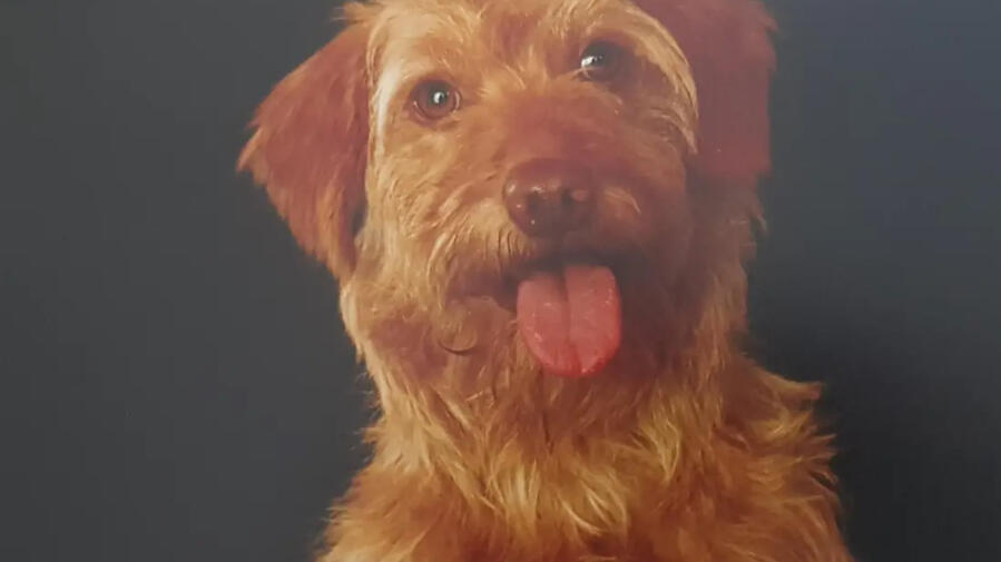 Photo of David B's dog